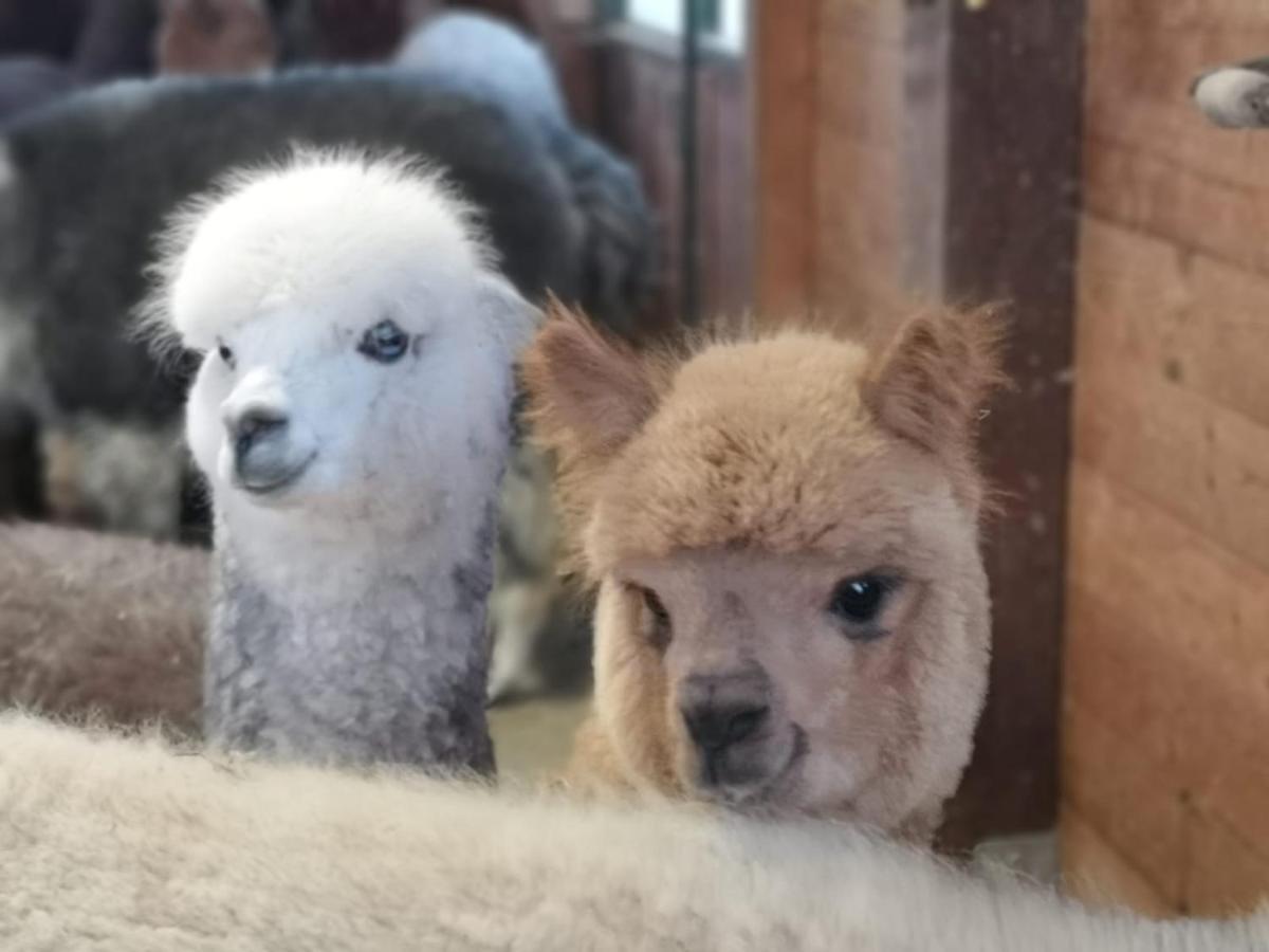 B&B Canossalpaca Bagian luar foto